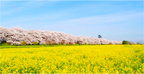 県営権現堂公園