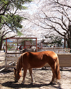 ポニー牧場