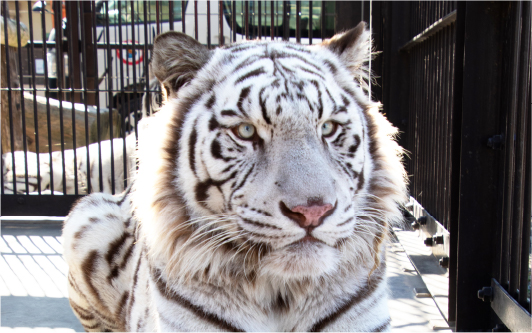 東武動物公園