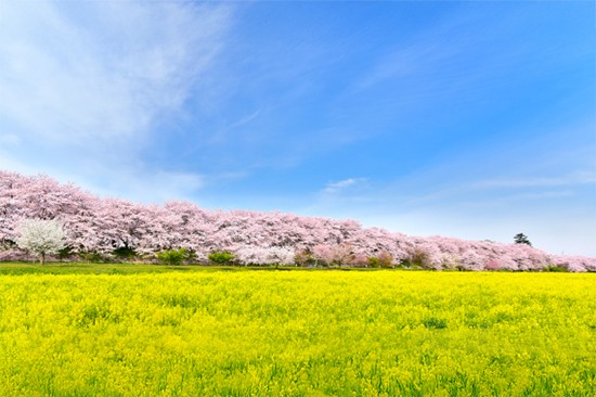 県営権現堂公園